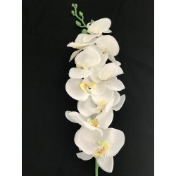 Branche d'orchidée blanche