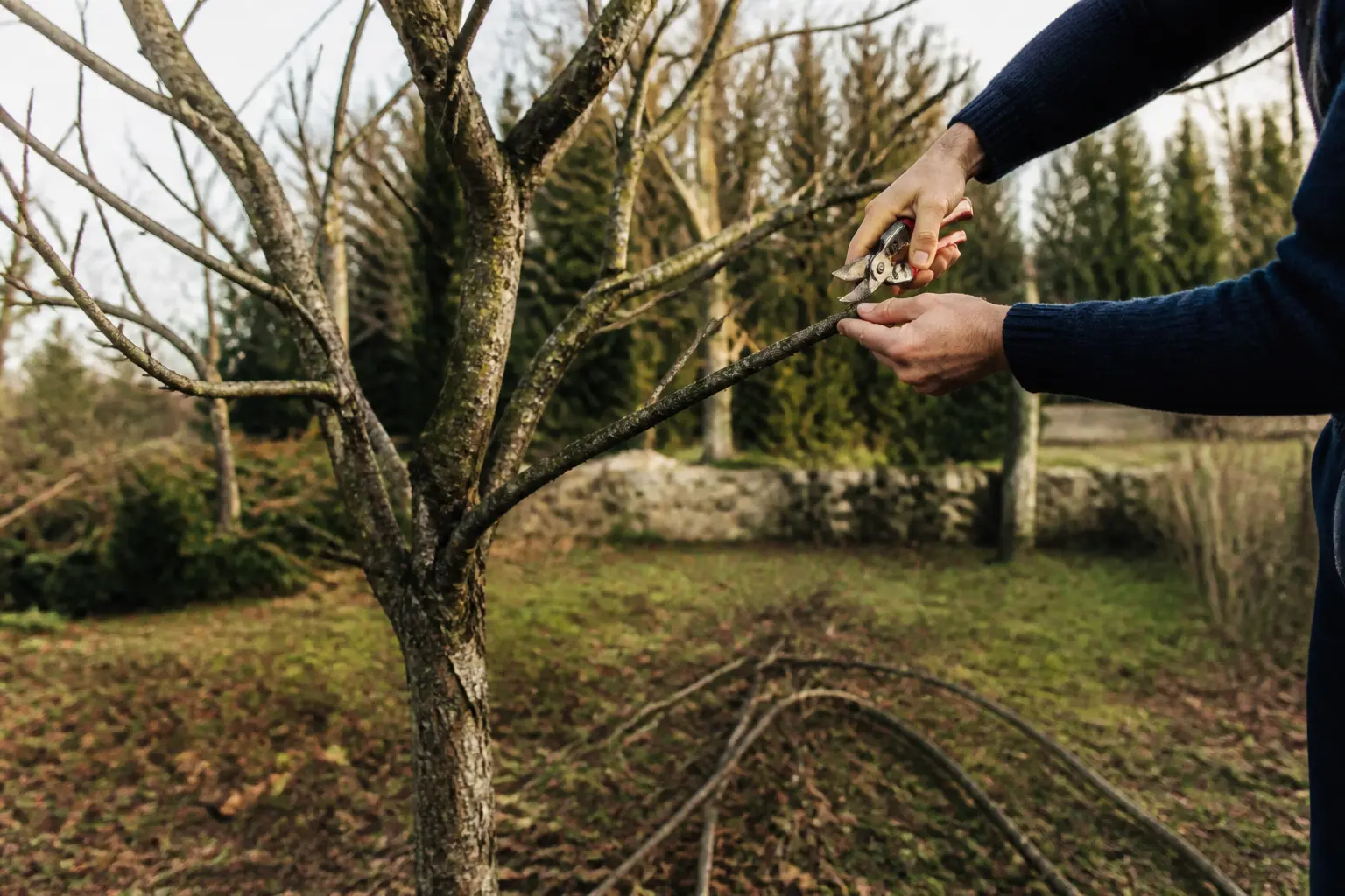 Comment tailler un poirier : mains du jardinier taillant une branche, arbre aéré, branches coupées au sol, lumière douce.